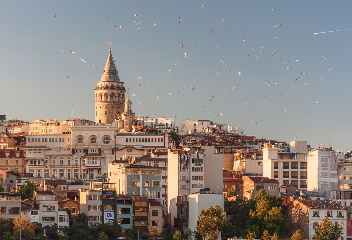 Istanbul Turkey birds flying study in Turkey